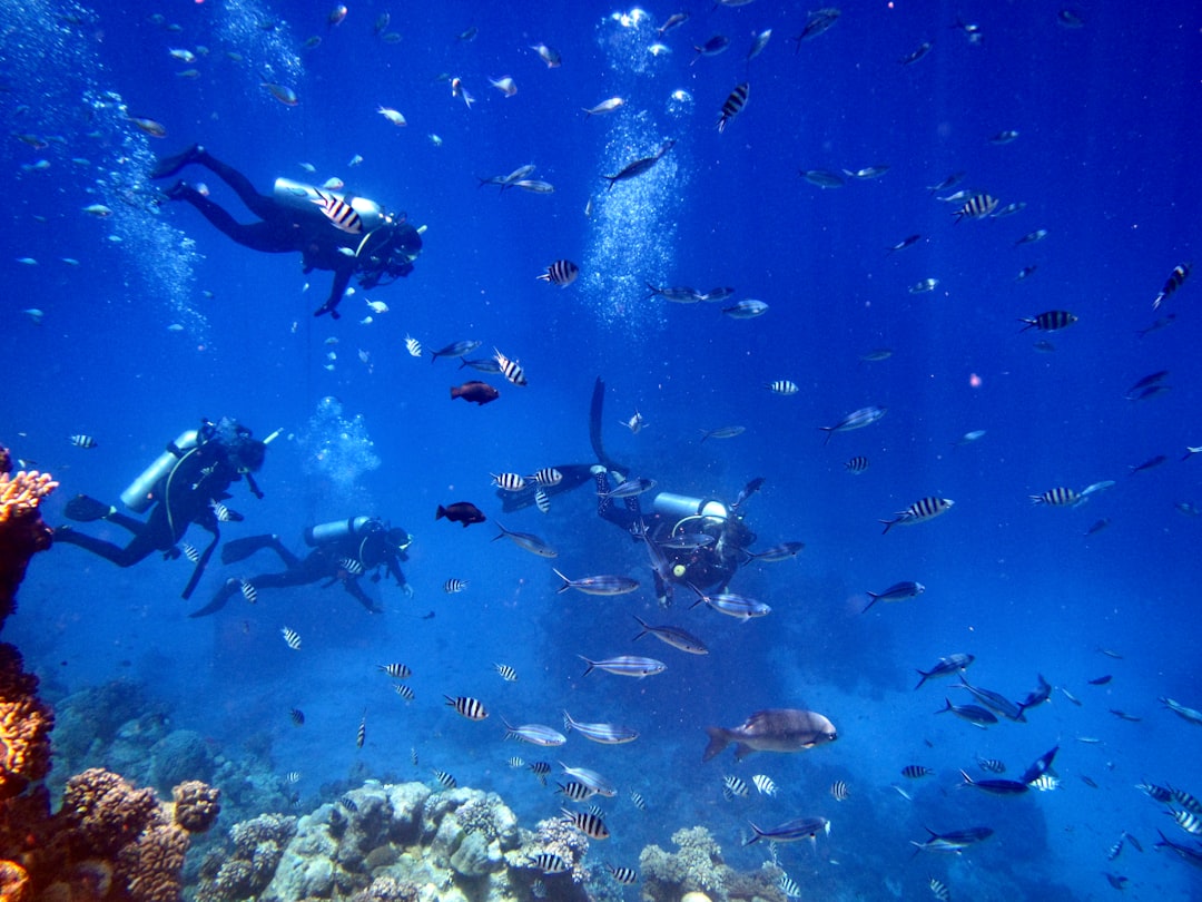 Plongeurs sous-marins avec banc de poissons
