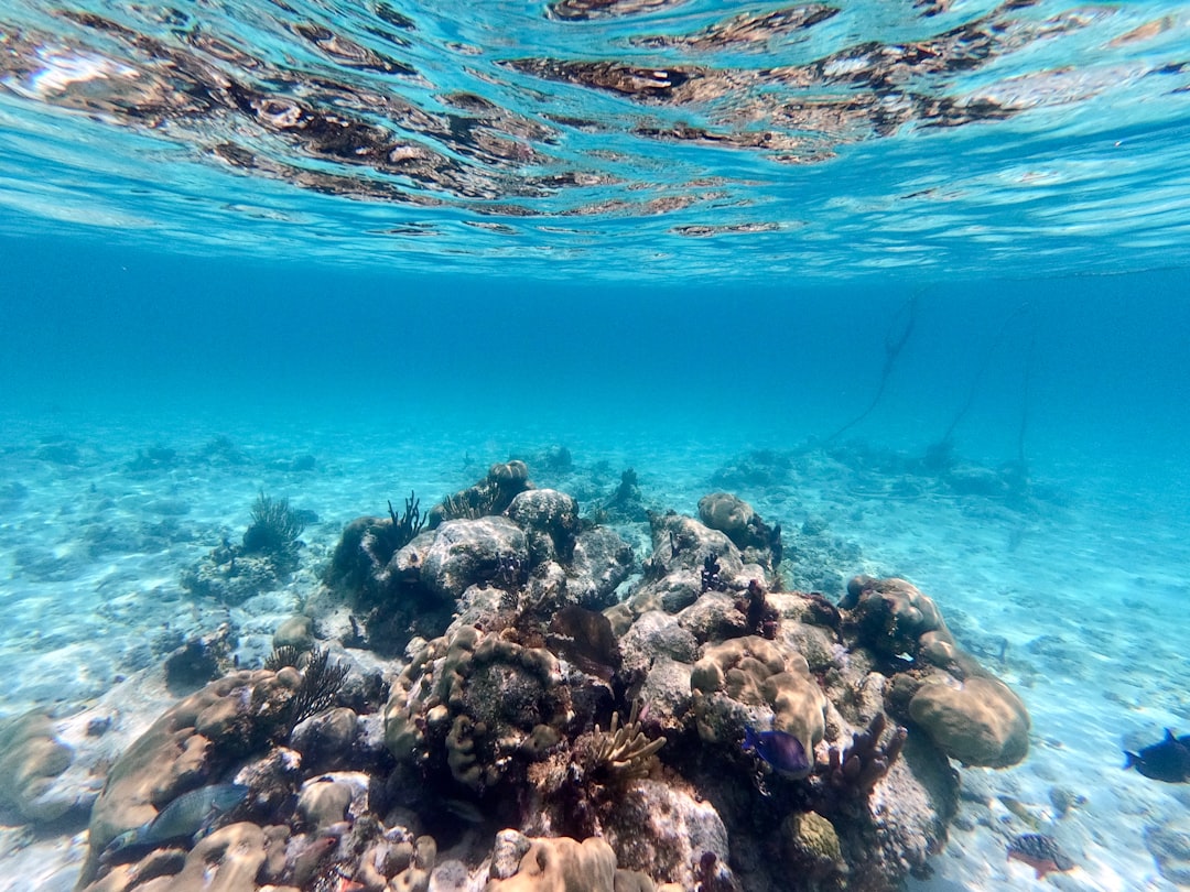 Underwater coral reef with clear blue ocean water