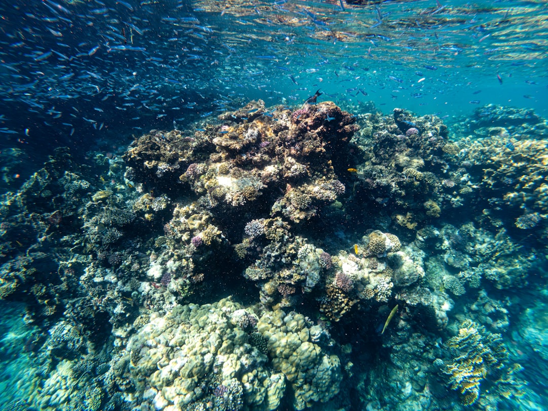 School of fish swims over a coral reef.